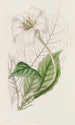 Devonshiren herttuan Gardenia - Sydenham Edwards — näkymä teoksesta