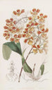 Oncidium reunustettu - Sydenham Edwards — näkymä teoksesta