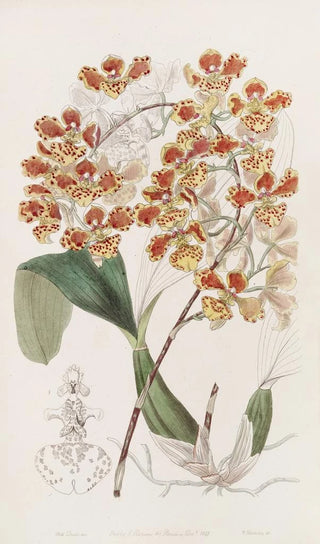 Sydenham Edwards - The Frilled Oncid.webp