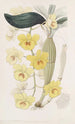 Dendrobium kultainen kaari - Sydenham Edwards — näkymä teoksesta