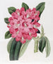 Highclere'n Rhododendron-maalaus - Sydenham Edwards — näkymä teoksesta