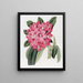 Highclere'n Rhododendron-maalaus - Sydenham Edwards — kehystetty taideteos seinällä