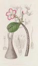 Honghelin pensas - Sydenham Edwards — näkymä teoksesta