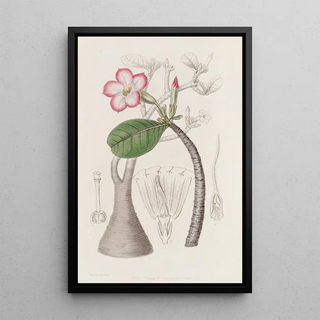 Sydenham Edwards - The Honghel bush.webp