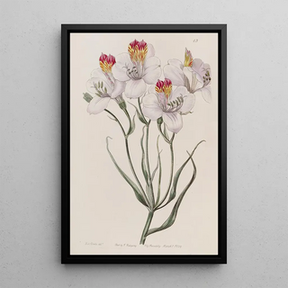 Sydenham Edwards - The Ligtu.webp