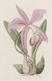 Laelia Mayflower - Sydenham Edwards — näkymä teoksesta