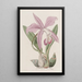 Laelia Mayflower - Sydenham Edwards — kehystetty taideteos seinällä