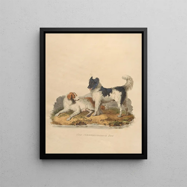 Sydenham Edwards - The Newfoundland dog.webp