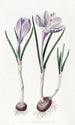 Le Crocus Vernal Peint - Sydenham Edwards — näkymä teoksesta