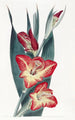 Le Gladiole Perroquet - Sydenham Edwards — näkymä teoksesta