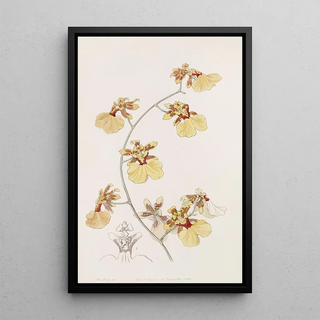 Sydenham Edwards - The Pelican Oncid.webp