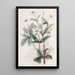 L'Anémone Ruisseau - Sydenham Edwards — kehystetty taideteos seinällä