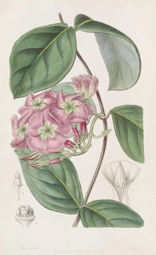 Sydenham Edwards - The River Francisco Echites.webp