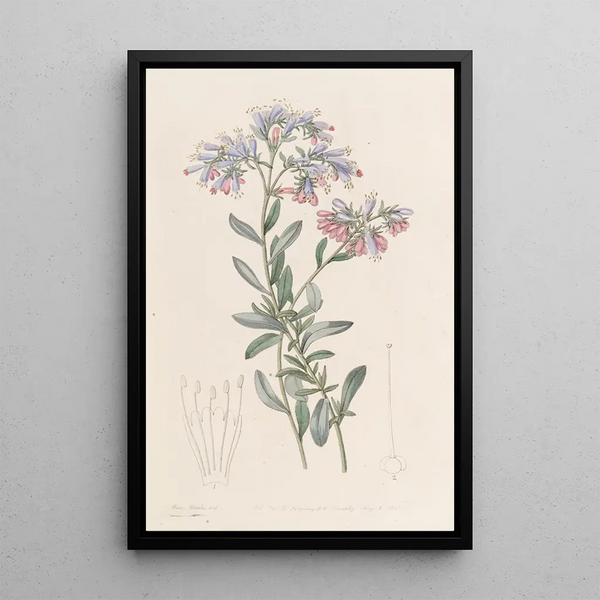 Sydenham Edwards - The Rock Bugloss.webp