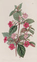 L'Achimenes Rose - Sydenham Edwards — näkymä teoksesta