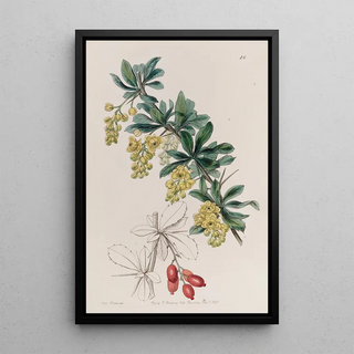 Sydenham Edwards - The Tanners Berberry.webp