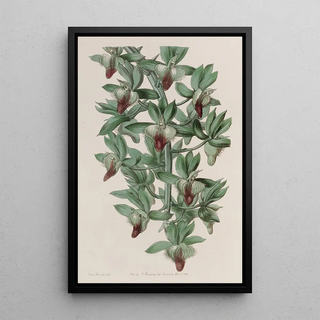 Sydenham Edwards - The Trowwlshaped Feelerwort.webp