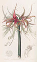 La Sprekelia à fleurs courtes - Sydenham Edwards — näkymä teoksesta