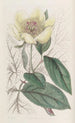 La pivoine jaune - Sydenham Edwards — näkymä teoksesta