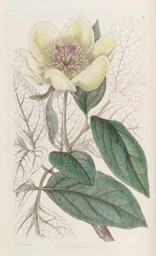 Sydenham Edwards - The Yellow Paeony.webp