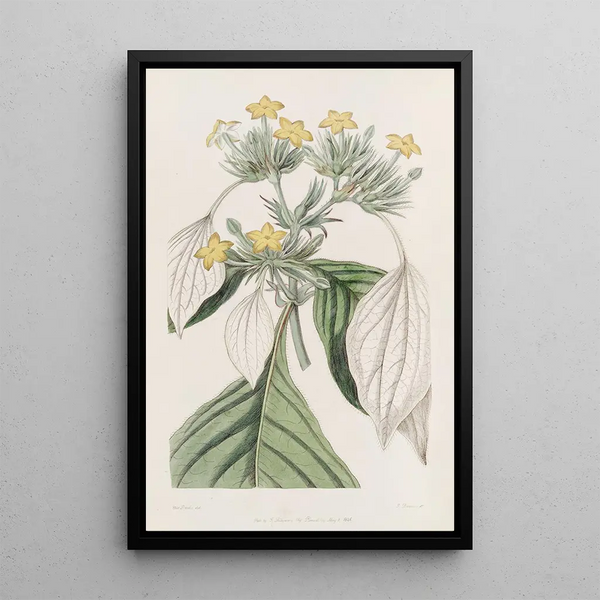 Sydenham Edwards - The largeleaved Mussaenda.webp