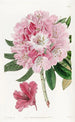 Le rhododendron charmant - Sydenham Edwards — näkymä teoksesta