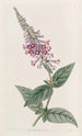 Le buddleia chinois pourpre - Sydenham Edwards — näkymä teoksesta