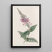 Le buddleia chinois pourpre - Sydenham Edwards — kehystetty taideteos seinällä