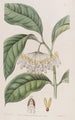 Le hoya à feuilles épaisses - Sydenham Edwards — näkymä teoksesta