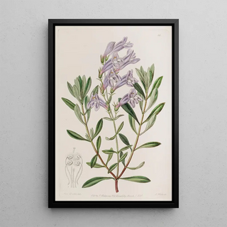 Sydenham Edwards - Thickleaved Pentstemon.webp