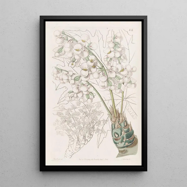 Sydenham Edwards - Thickstemmed Begonia.webp