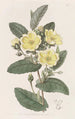 L'hibbertia Thoroughwax - Sydenham Edwards — näkymä teoksesta