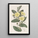 L'hibbertia Thoroughwax - Sydenham Edwards — kehystetty taideteos seinällä