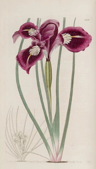 Sydenham Edwards - Thoughthreaded iris.webp