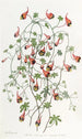 Le tropaeolum tricolore - Sydenham Edwards — näkymä teoksesta