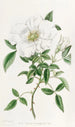 La rose de Chine à trois feuilles - Sydenham Edwards — näkymä teoksesta