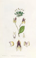 La lepanthes à trois dents - Sydenham Edwards — näkymä teoksesta