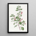 Fuchsia à feuilles de thym - Sydenham Edwards — kehystetty taideteos seinällä