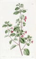Fuchsia à feuilles de thym - Sydenham Edwards — näkymä teoksesta