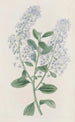 Ceanothus à thyrses - Sydenham Edwards — näkymä teoksesta