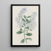 Ceanothus à thyrses - Sydenham Edwards — kehystetty taideteos seinällä