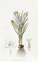 Crocus minuscule - Sydenham Edwards — näkymä teoksesta
