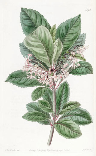 Sydenham Edwards - Toothleaved Ardisia.webp