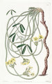 Oxalis kiemurteleva - Sydenham Edwards — näkymä teoksesta