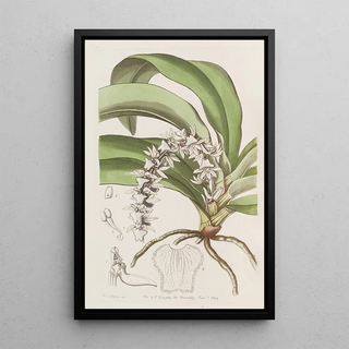 Sydenham Edwards - Transparent Angrec.webp