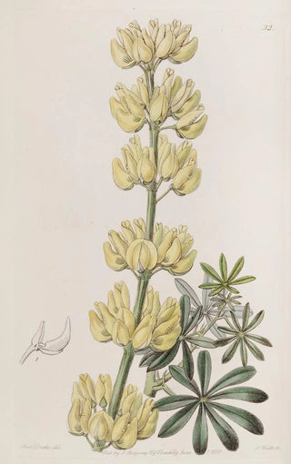 Sydenham Edwards - Tree Lupine.webp