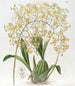 Oncidium kolmikulmaiset huulet - Sydenham Edwards — näkymä teoksesta