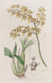 Oncidium, jonka huuli on lastanmuotoinen - Sydenham Edwards — näkymä teoksesta