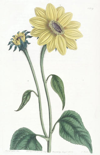 Sydenham Edwards - Trumpetstalked Sunflower.webp