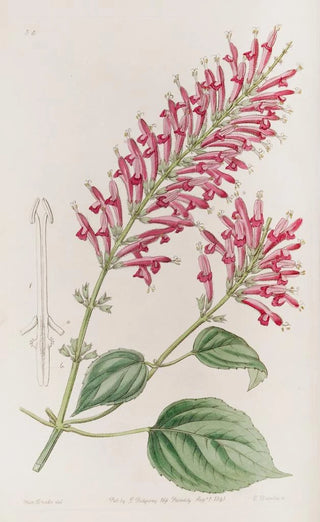 Sydenham Edwards - Tubeflowered Salvia.webp